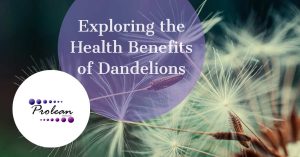 Exploring the Health Benefits of Dandelions